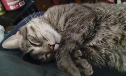 Lost Male Cat last seen Kedzie, Chicago, IL 60623