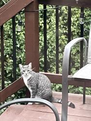 Found/Stray Unknown Cat last seen Old Pike Rd and 53rd St., Kansas City, MO 64118