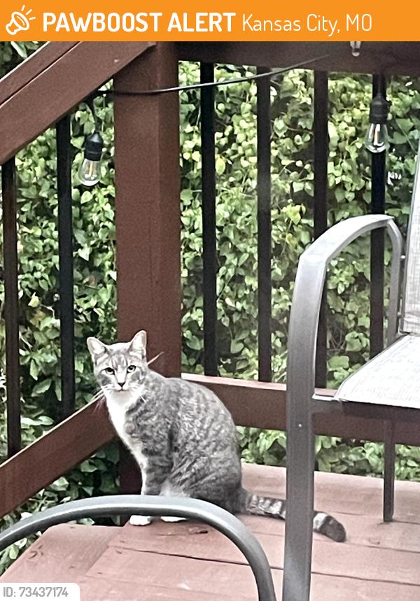 Found/Stray Unknown Cat last seen Old Pike Rd and 53rd St., Kansas City, MO 64118