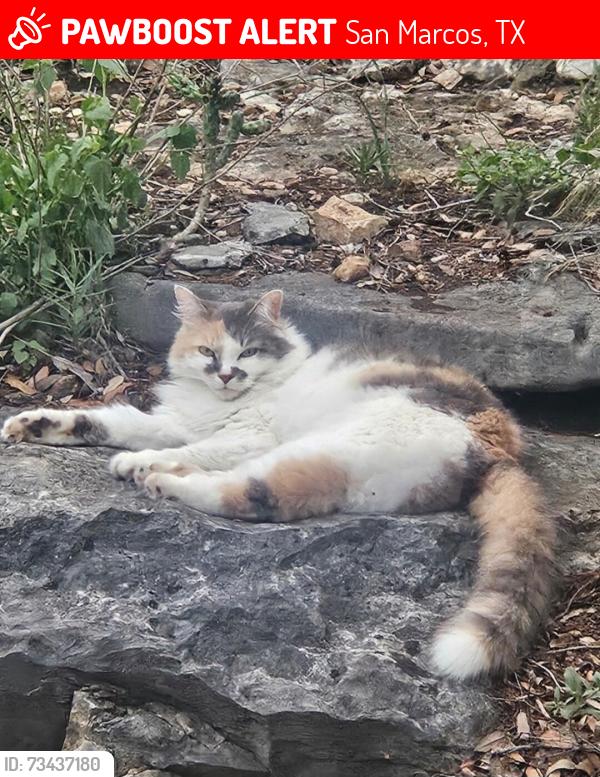 Lost Female Cat last seen Camino Alto, Spanish eyes Lane, Espinazo del Diablo, San Marcos, TX 78666
