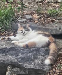 Lost Female Cat last seen Camino Alto, Spanish eyes Lane, Espinazo del Diablo, San Marcos, TX 78666