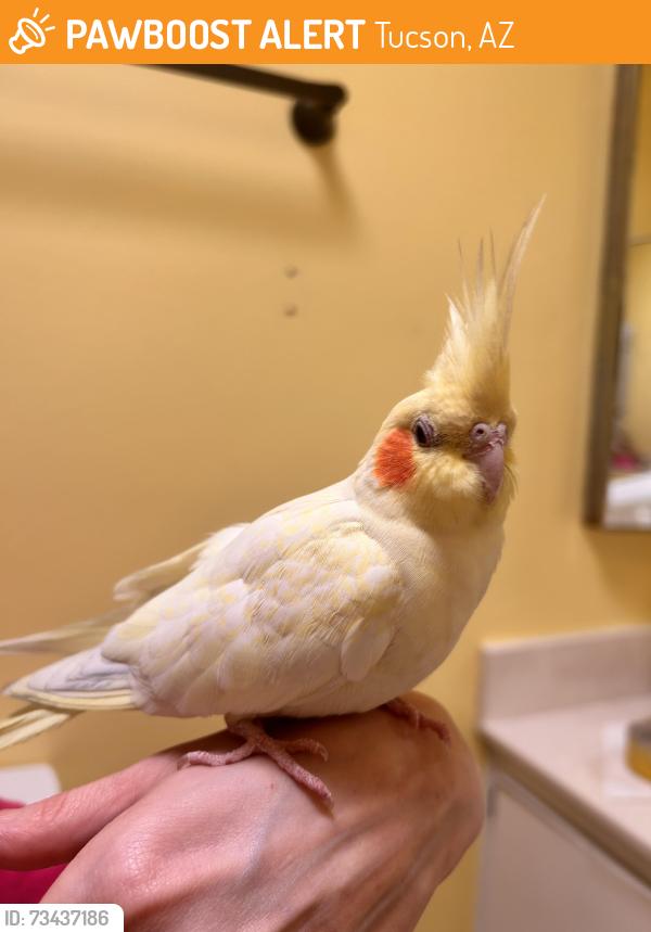 Found/Stray Unknown Bird last seen found near MICA apmts on harrison, Tucson, AZ 85710