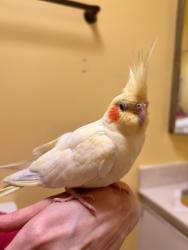 Found/Stray Unknown Bird last seen found near MICA apmts on harrison, Tucson, AZ 85710