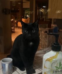 Lost Male Cat last seen Cedar/Gettysburg, Fresno, CA 93721