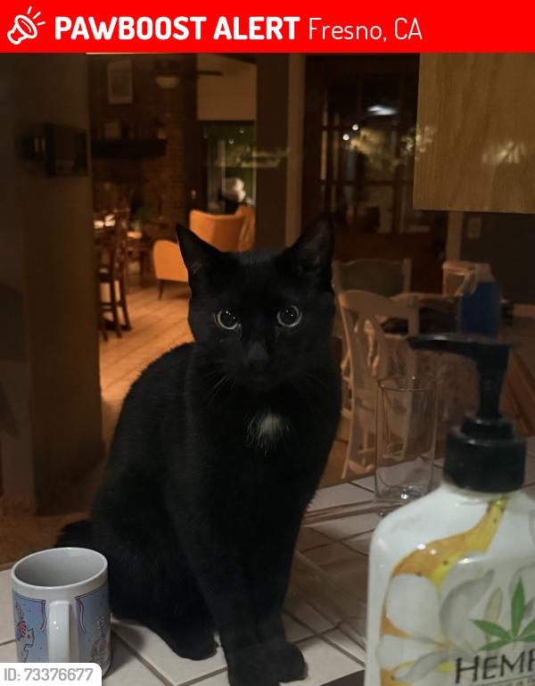 Lost Male Cat last seen Cedar/Gettysburg, Fresno, CA 93721