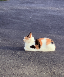 Lost Female Cat last seen Augustine Ave, Elkridge, MD 21075