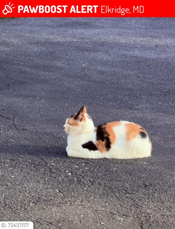 Lost Female Cat last seen Augustine Ave, Elkridge, MD 21075