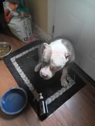 Reunited Male Dog last seen Bike trail,circle k, tire place,Bermuda, St. Louis, MO 63135