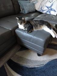 Lost Male Cat last seen Rivercrest community crestlake village dr/Laurel Brook dr, Riverview, FL 33569