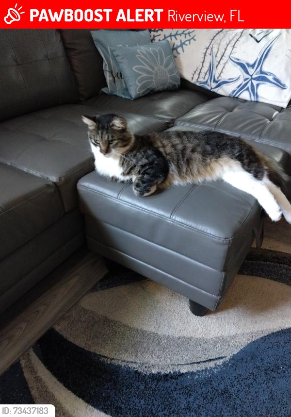 Lost Male Cat last seen Rivercrest community crestlake village dr/Laurel Brook dr, Riverview, FL 33569