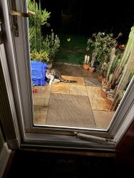 Found/Stray Unknown Cat last seen Close to reservoir, Danbury, CT 06811