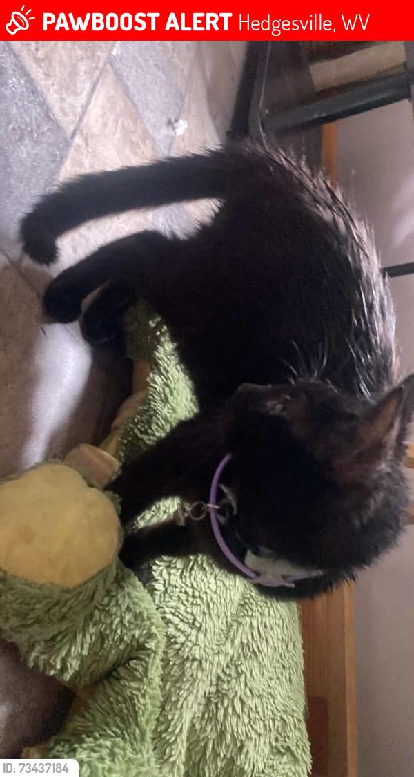 Lost Male Cat last seen D&D Automotive, Hedgesville, WV 25427