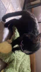 Lost Male Cat last seen D&D Automotive, Hedgesville, WV 25427