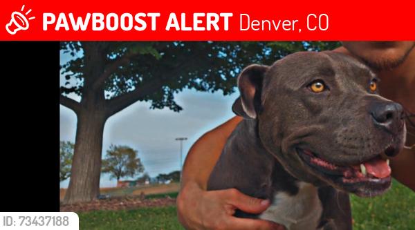 Lost Female Dog last seen Clay and Tennessee, Denver, CO 80219
