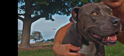 Lost Female Dog last seen Clay and Tennessee, Denver, CO 80219