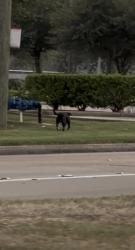 Found/Stray Male Dog last seen Barker rock lane & West little York, Houston, TX 77449