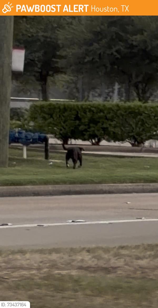 Found/Stray Male Dog last seen Barker rock lane & West little York, Houston, TX 77449