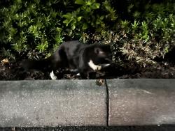 Found/Stray Male Cat last seen Whispering Palms Nlvd, Orlando, FL 32806
