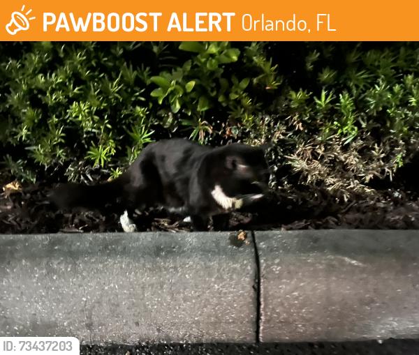 Found/Stray Male Cat last seen Whispering Palms Nlvd, Orlando, FL 32806