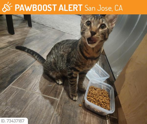 Found/Stray Female Cat last seen Trojan Storage, oakland rd and US 101, San Jose, CA 95112