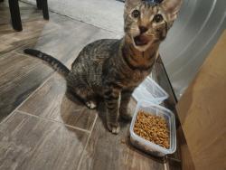 Found/Stray Female Cat last seen Trojan Storage, oakland rd and US 101, San Jose, CA 95112