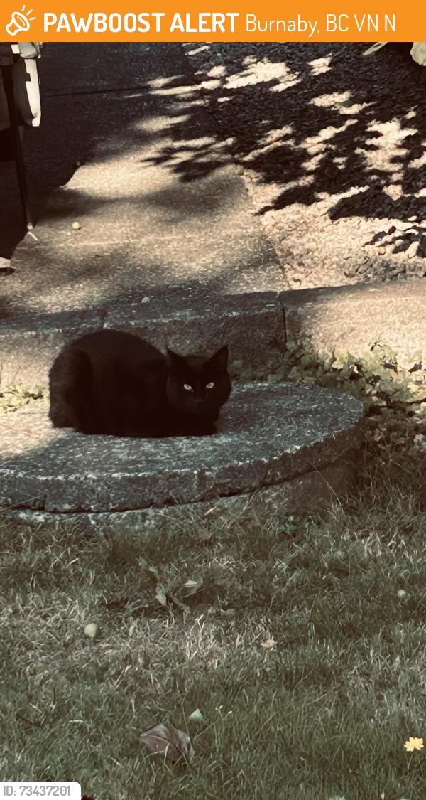 Found/Stray Unknown Cat last seen 4th street and 13th avenue, Burnaby, BC V3N 4N6