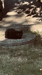 Found/Stray Unknown Cat last seen 4th street and 13th avenue, Burnaby, BC V3N 4N6
