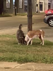 Found/Stray Unknown Dog last seen 6th Ave., South and 24th St., South, Birmingham, AL 35233