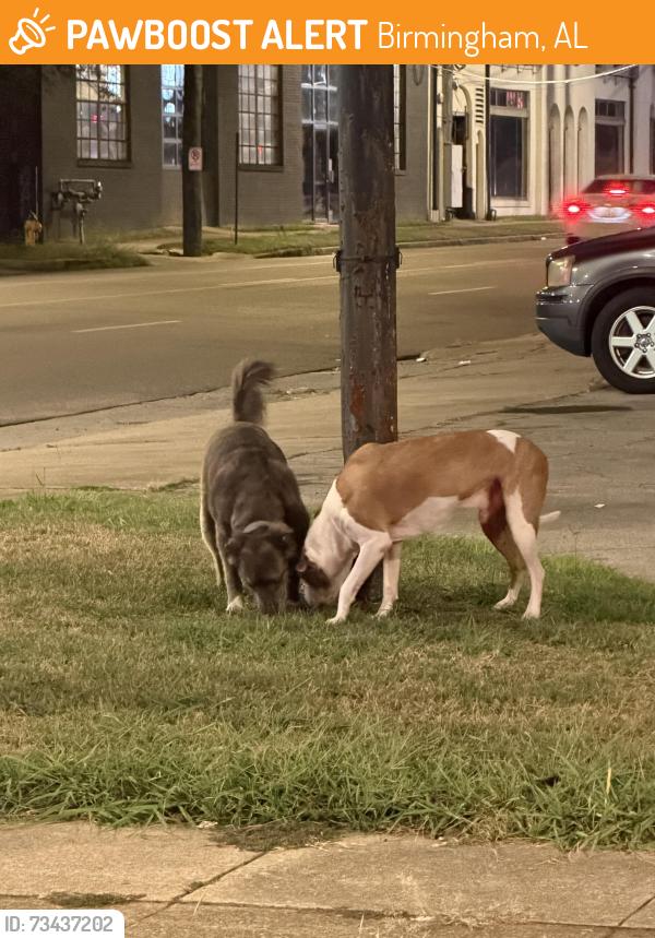 Found/Stray Unknown Dog last seen 6th Ave., South and 24th St., South, Birmingham, AL 35233