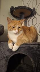 Reunited Male Cat last seen Mitcham/Esher Road, Surrey, England GU15 4AW