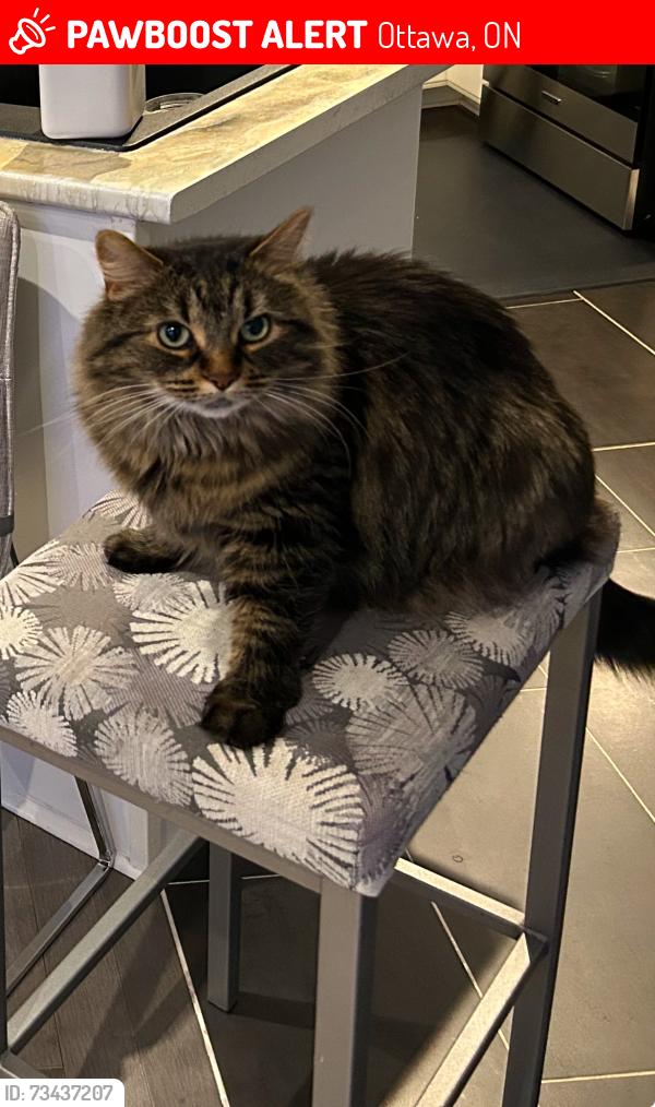 Lost Female Cat last seen Mountain meadows Cres, Ottawa, ON 