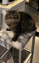 Lost Female Cat last seen Mountain meadows Cres, Ottawa, ON 