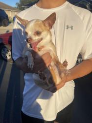 Found/Stray Male Dog last seen Foraker way/Crestone RD, Kissimmee, FL 34758