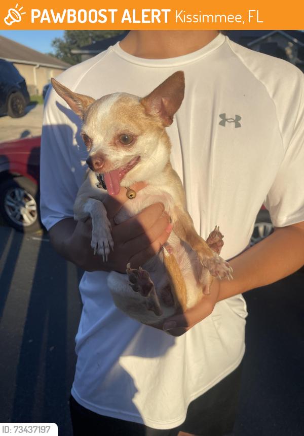 Found/Stray Male Dog last seen Foraker way/Crestone RD, Kissimmee, FL 34758