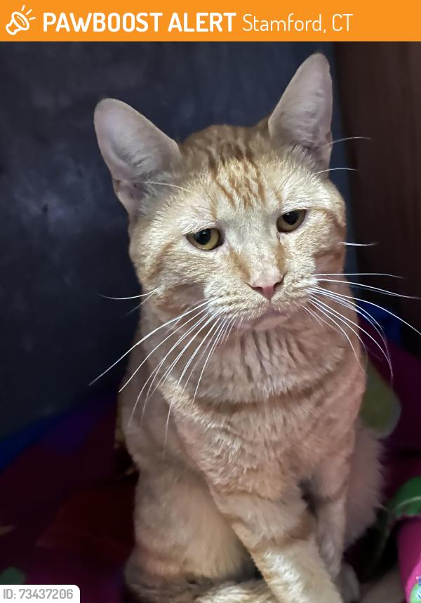 Found/Stray Male Cat last seen Coolidge Ave and Treat Ave, Stamford, CT 06906