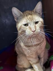 Found/Stray Male Cat last seen Coolidge Ave and Treat Ave, Stamford, CT 06906