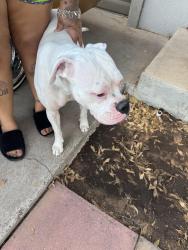 Found/Stray Unknown Dog last seen Beechwood st Odessa tx, Odessa, TX 79761