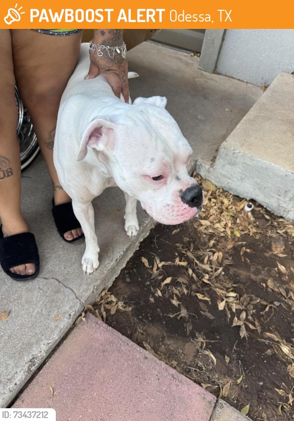 Found/Stray Unknown Dog last seen Beechwood st Odessa tx, Odessa, TX 79761
