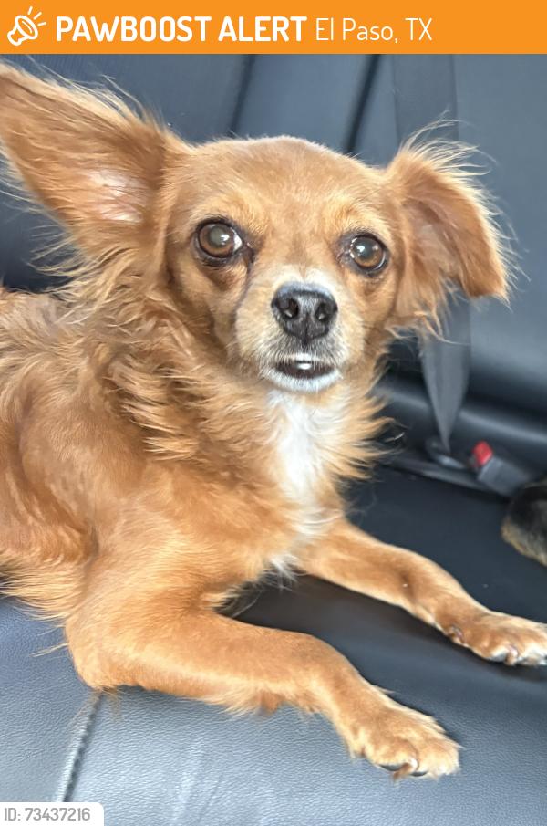 Found/Stray Female Dog last seen Desert Wind Elementary, El Paso, TX 79928
