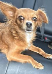 Found/Stray Female Dog last seen Desert Wind Elementary, El Paso, TX 79928