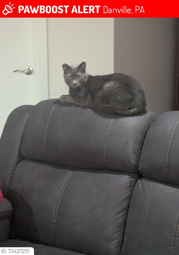 Lost Male Cat last seen Locust Lane, Wodenshire Lane, Danville, PA 17821