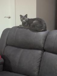 Lost Male Cat last seen Locust Lane, Wodenshire Lane, Danville, PA 17821