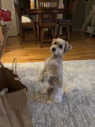Reunited Male Dog last seen Near Dierker Rd, Upper Arlington, OH 43220, USA, Upper Arlington, OH 43220