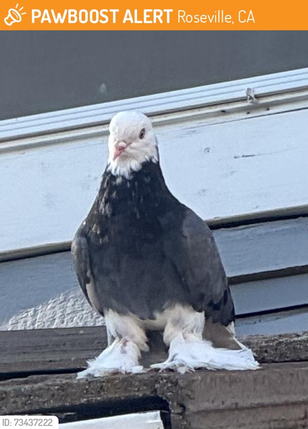 Found/Stray Unknown Bird last seen Canevari, Roseville, CA 95678