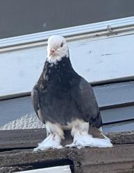 Found/Stray Unknown Bird last seen Canevari, Roseville, CA 95678