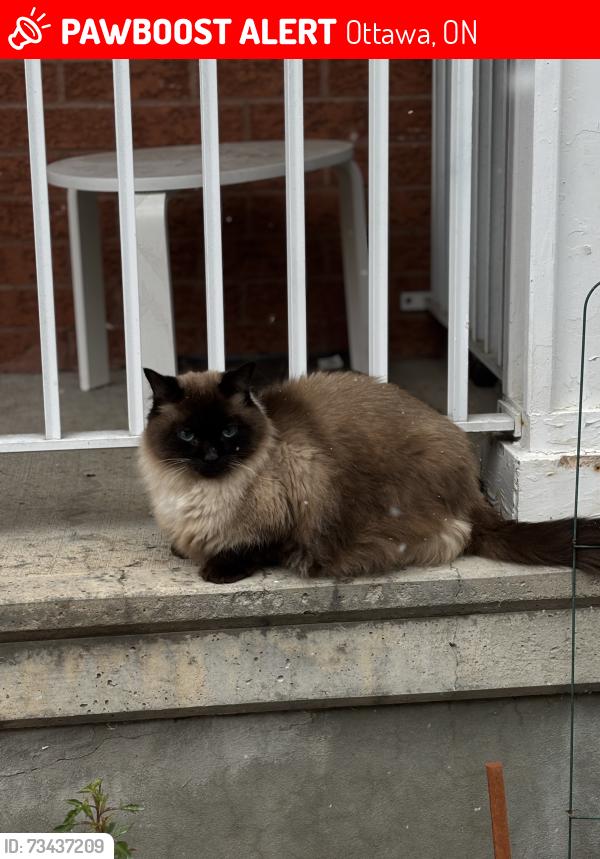 Lost Male Cat last seen Roy park, Ottawa, ON 
