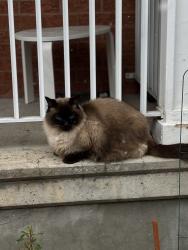 Lost Male Cat last seen Roy park, Ottawa, ON 