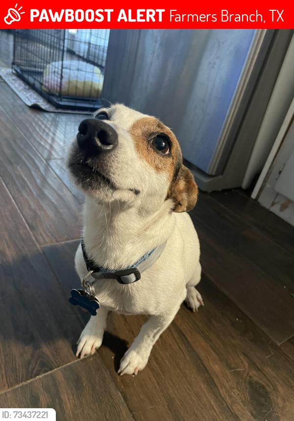 Lost Male Dog last seen Joanna/ Old North, Farmers Branch, TX 75234