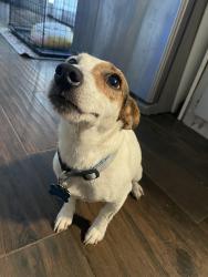 Lost Male Dog last seen Joanna/ Old North, Farmers Branch, TX 75234