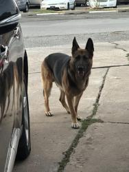 Found/Stray Unknown Dog last seen Near mattern dr, Oklahoma City, OK 73118